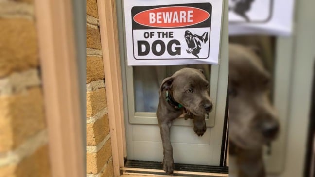 Cachorrinhos ‘super perigosos’ atrás de avisos de ‘cuidado com o cachorro’