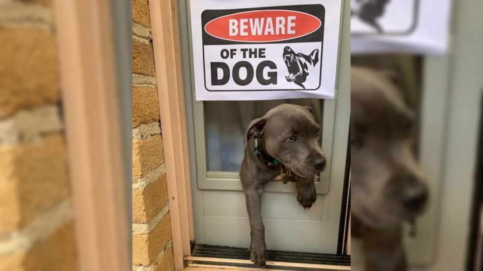 Cachorrinhos ‘super perigosos’ atrás de avisos de ‘cuidado com o cachorro’