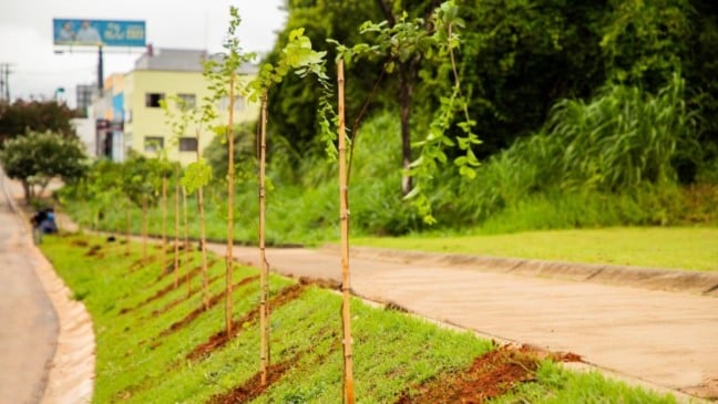 Prefeitura de Itupeva faz primeiro plantio do ano de mudas de árvores