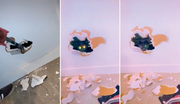 Família adota gato encontrado dentro das paredes da casa; assista