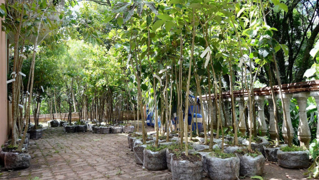 Várzea Paulista planta cerca de 1,8 mil mudas no Parque Chico Mendes