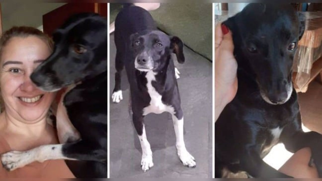 Dona e seus três cães