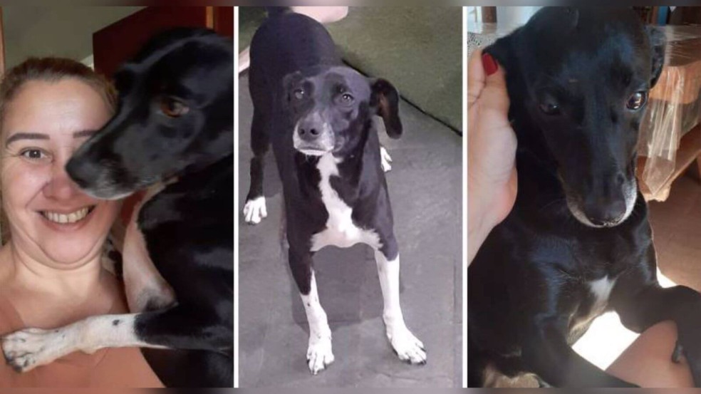 Dona e seus três cães