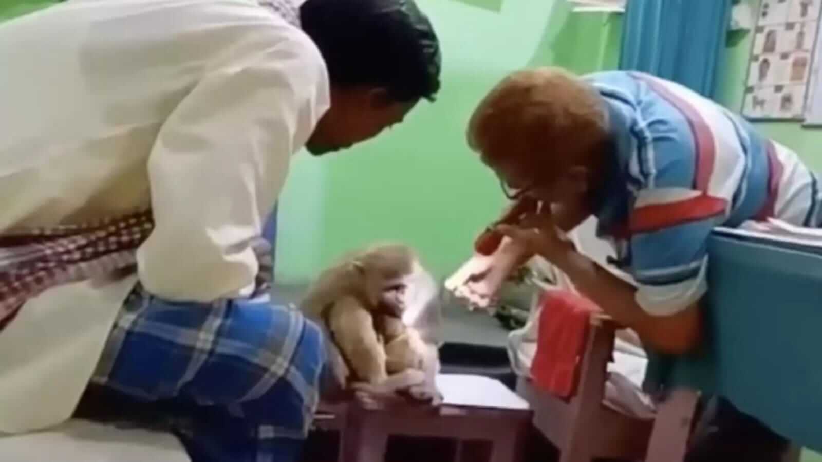 Macacos são atendidos em clínica médica