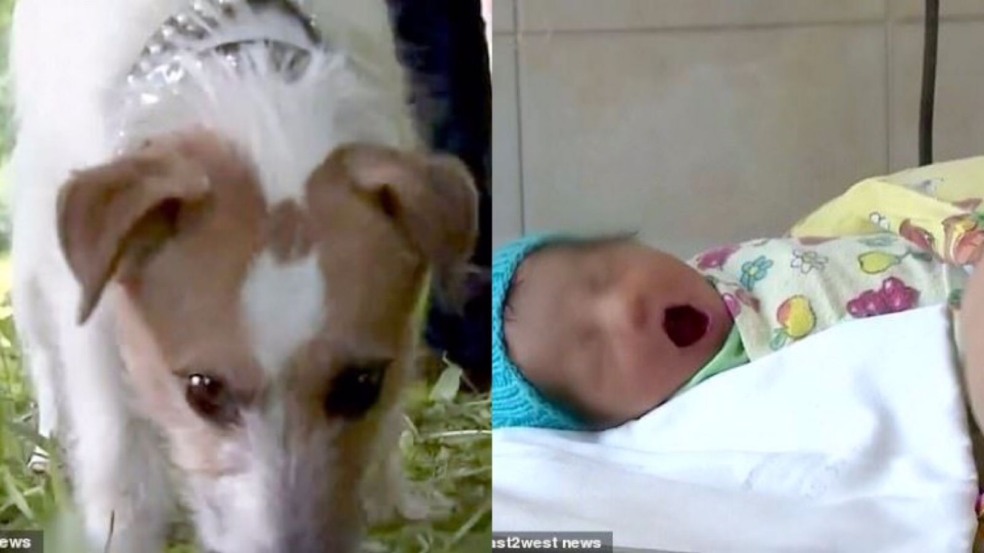 (Foto: Reprodução/Cães Online/Vesti Rossiya/easT2westnesws)