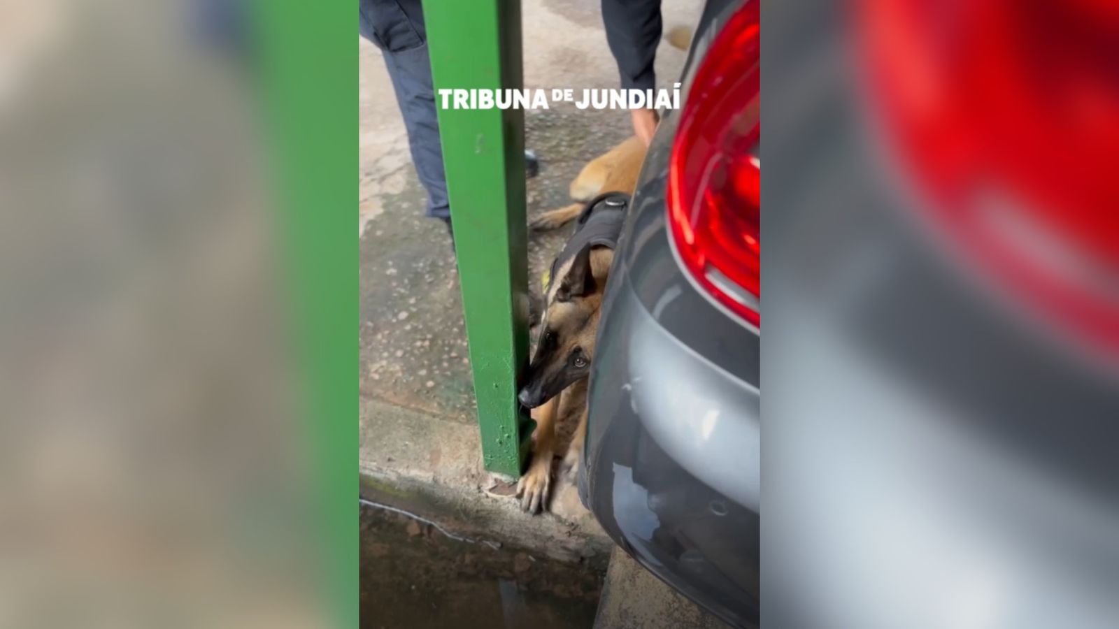 Cão da Guarda Municipal de Jundiaí.