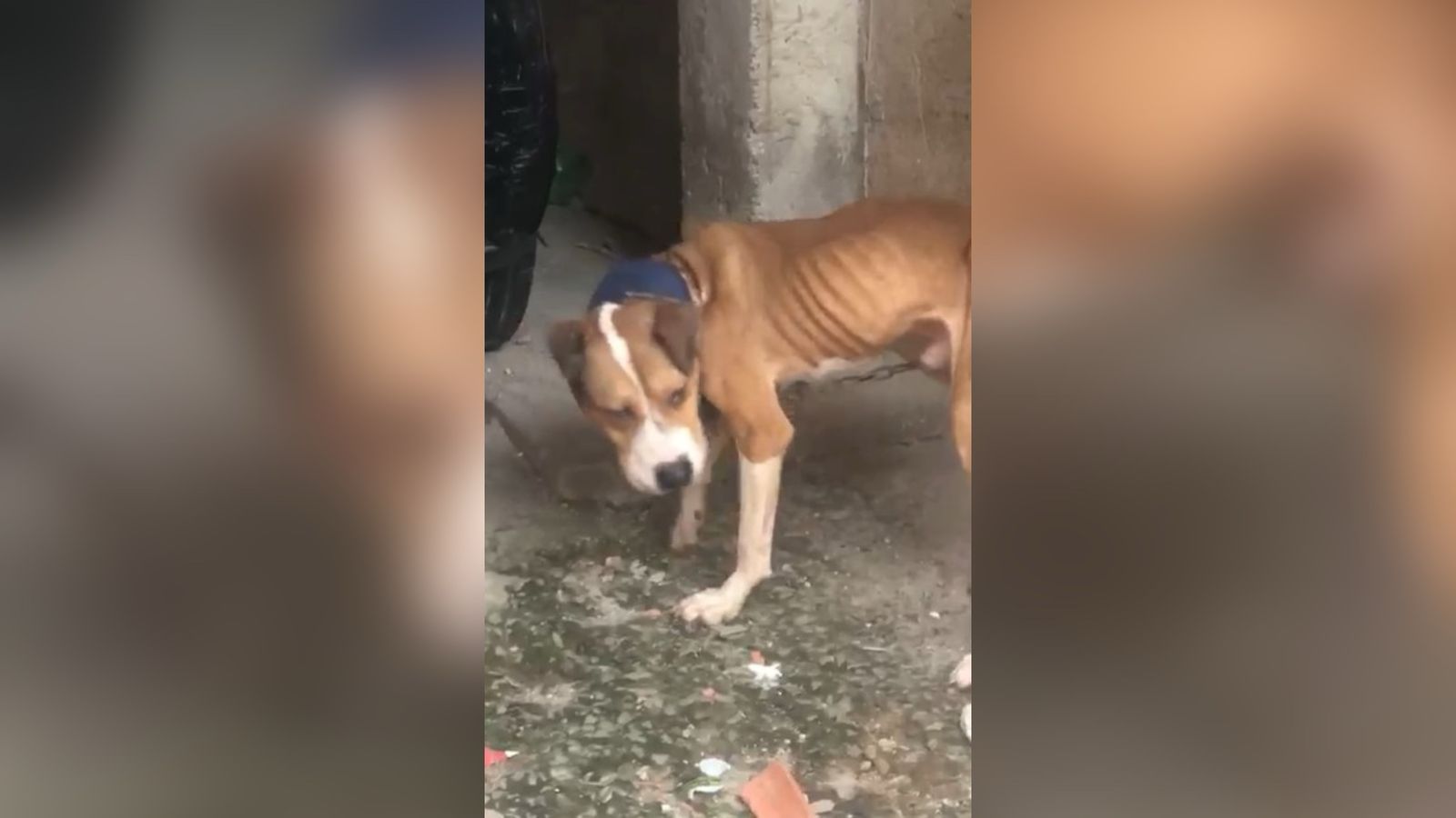 Pitbull acorrentando em situação de maus-tratos.
