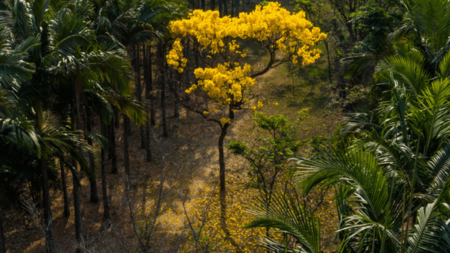 Foto: Prefeitura de Jundiaí