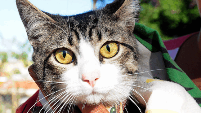 Foto: Prefeitura de Jundiaí