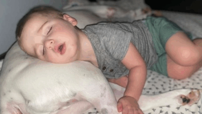 Foto: Divulgação/Mundo Animal