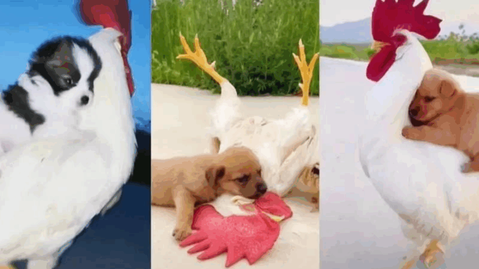 Foto: caesonline/Reprodução/TikTok