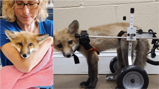 (Foto: Instagram/@kentuckywildlifecenter | Edição: Amo Meu Pet)