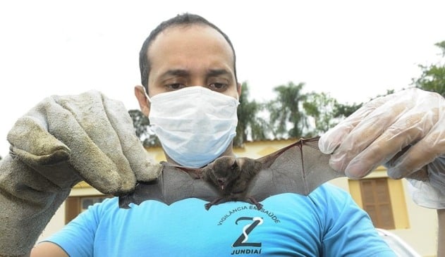 Zoonoses confirma caso de raiva em morcego encontrado na Ponte São João