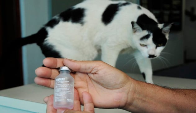 Zoonoses intensifica ações contra o vírus da raiva em Jundiaí