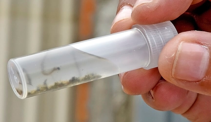 Ações de combate à dengue