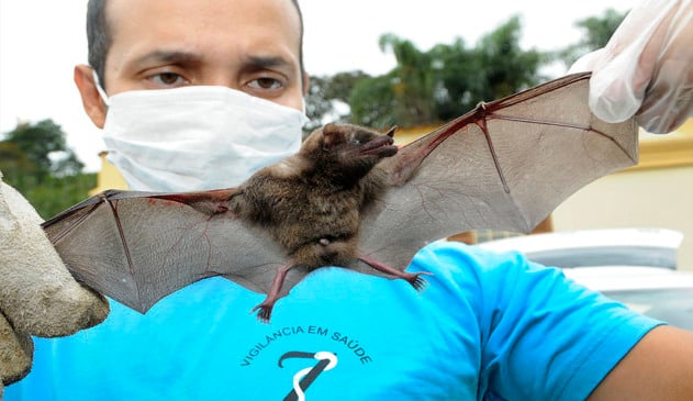 Funcionário da Zoonozes segurando morcego