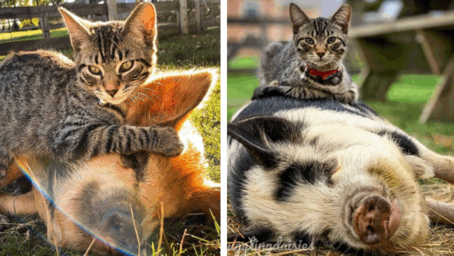 Foto: instagram.com/jugglingdaisies Foto: instagram.com/jugglingdaisies