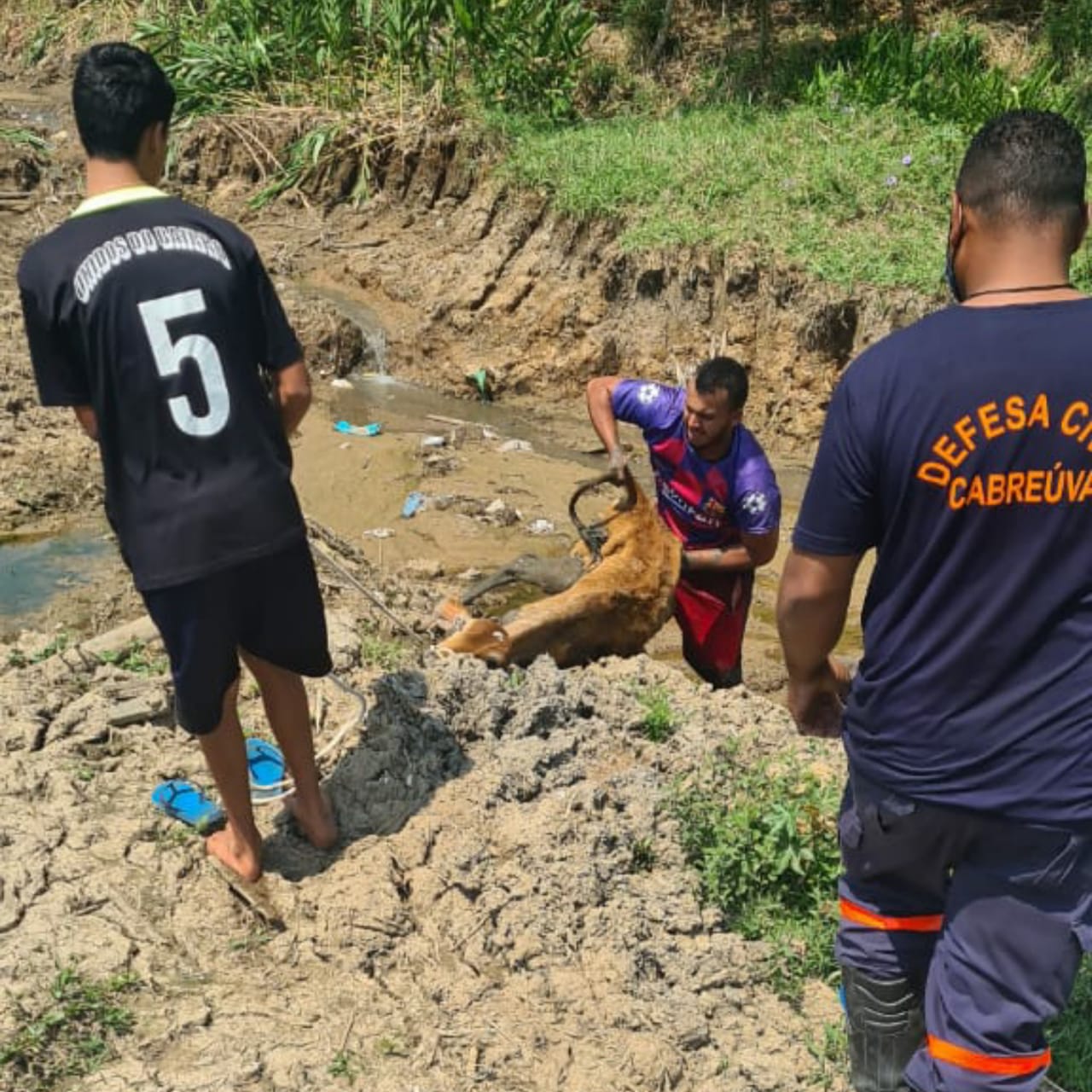 Bezerro resgatado de córrego por moradores em Cabreúva