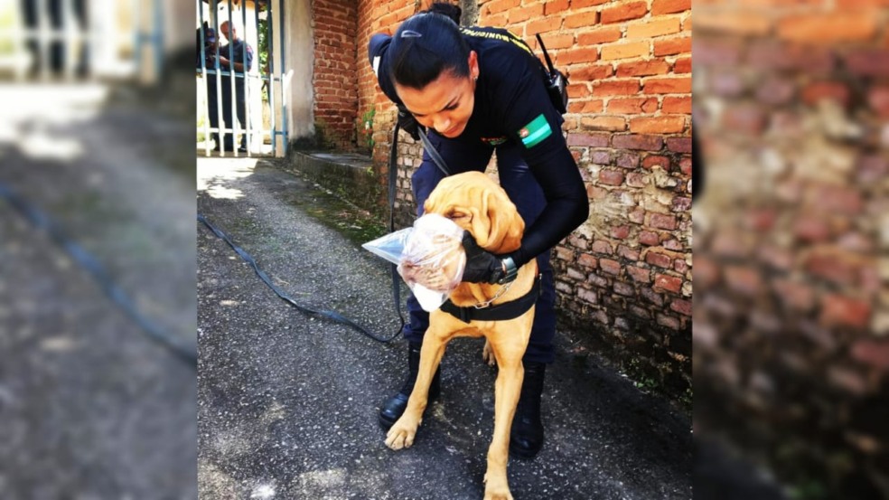 Cão da GMJ encontra corpo de jovem desaparecida em Serra Negra Cão da GMJ encontra corpo de jovem desaparecida em Serra Negra