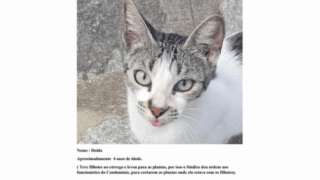 Foto: Reprodução/G1