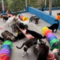 Vários gatos de diferentes cores se alimentando em recipientes alinhados no espaço coletivo da ONG Amanimal, em Campo Limpo Paulista.