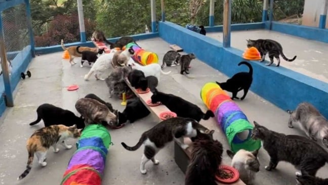 Vários gatos de diferentes cores se alimentando em recipientes alinhados no espaço coletivo da ONG Amanimal, em Campo Limpo Paulista.
