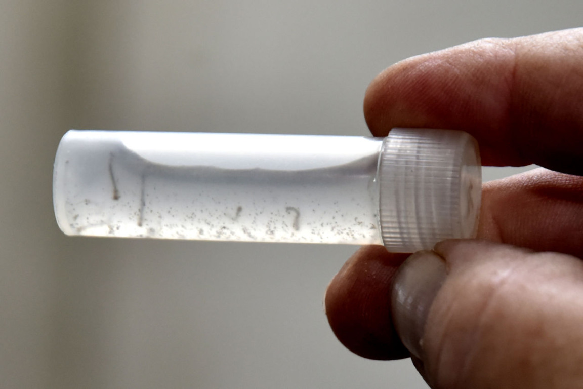 Jundiaí registra 181 casos confirmados de dengue Jundiaí registra 181 casos confirmados de dengue