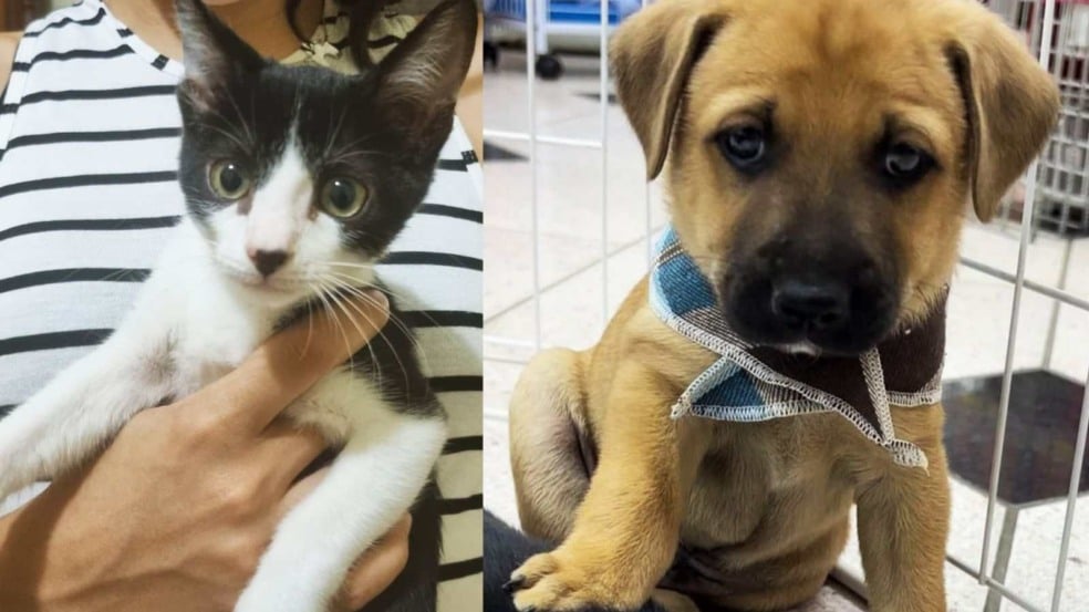 Cães e gatos à espera de um lar: Maxi Shopping Jundiaí recebe feira de adoção no sábado (26)