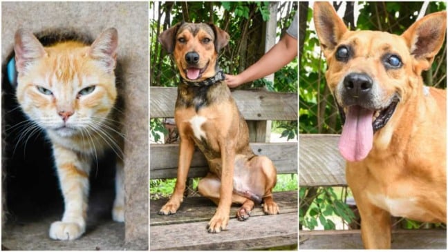 Adoção de cães e gatos. (Foto: Divulgação)