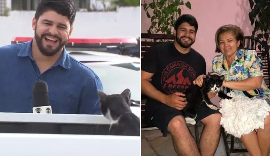 Final feliz: gato que ‘atrapalhou’ gravação é adotado por tia do repórter