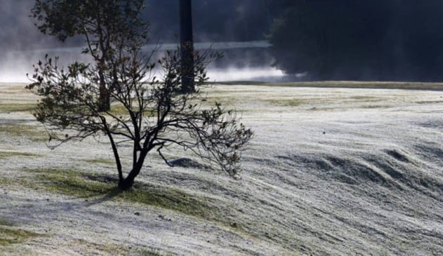 Foto de árvore congelada