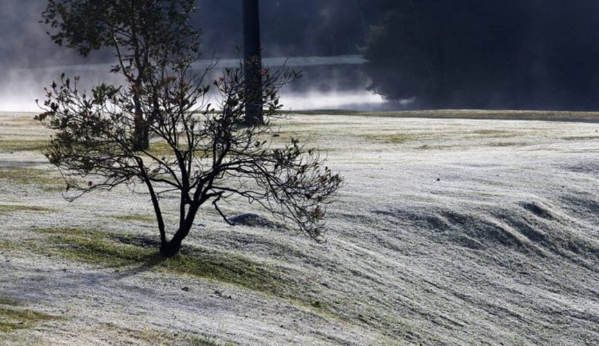 Foto de árvore congelada