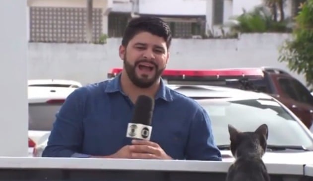 Gatinho interrompe repórter durante gravação e cenas viralizam na internet