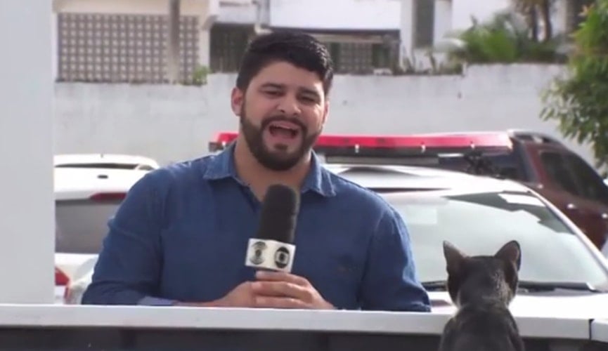 Gatinho interrompe repórter durante gravação e cenas viralizam na internet
