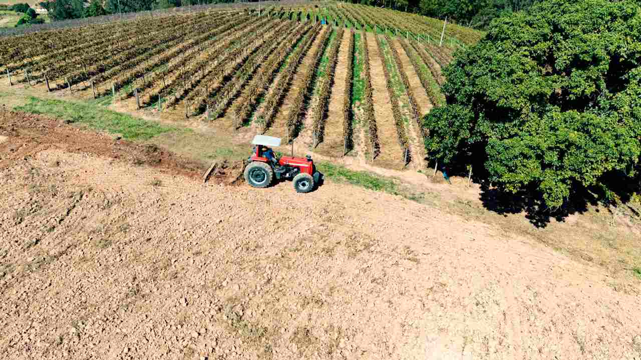 Vista aérea de um trator vermelho arando o solo ao lado de vinhedos organizados em fileiras, com uma grande árvore ao fundo, representando os agricultores de Jundiaí