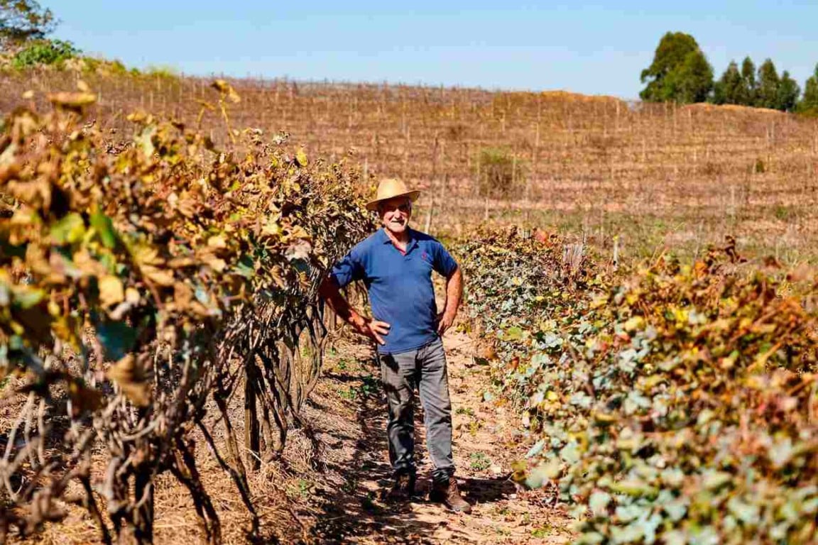Homem idoso de chapéu e camiseta azul sorri enquanto caminha entre vinhedos em uma plantação ensolarada, representando os agricultores de Jundiaí