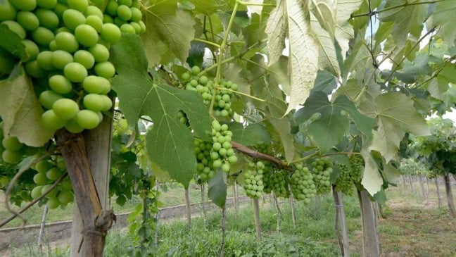 Parreiral com uvas verdes representando a produção agrícola de agricultores familiares que podem se cadastrar no Cadastur para fortalecer o turismo rural.
