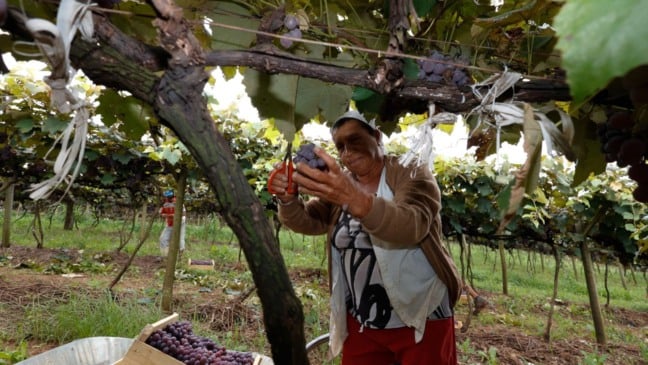 Mulher colhendo uva.