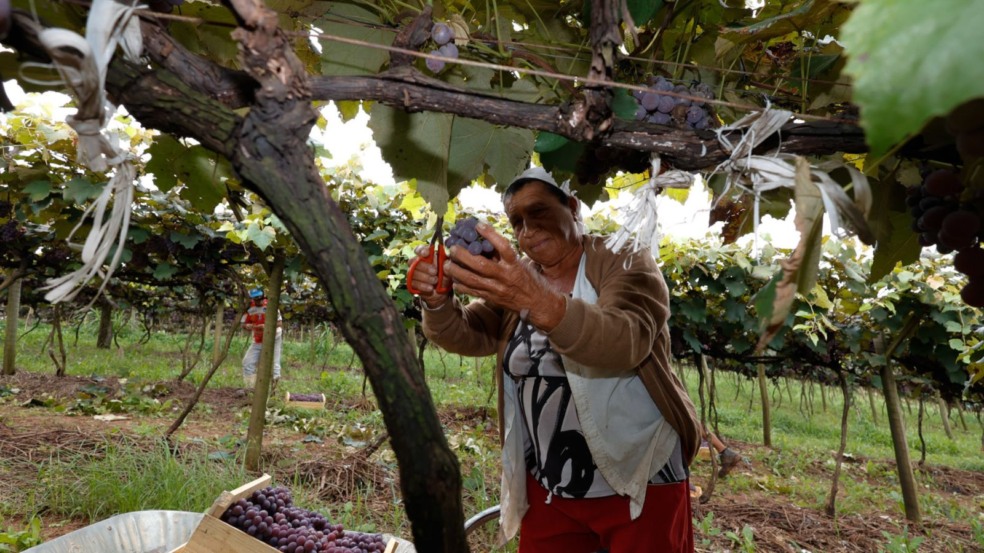 Mulher colhendo uva. Mulher colhendo uva.