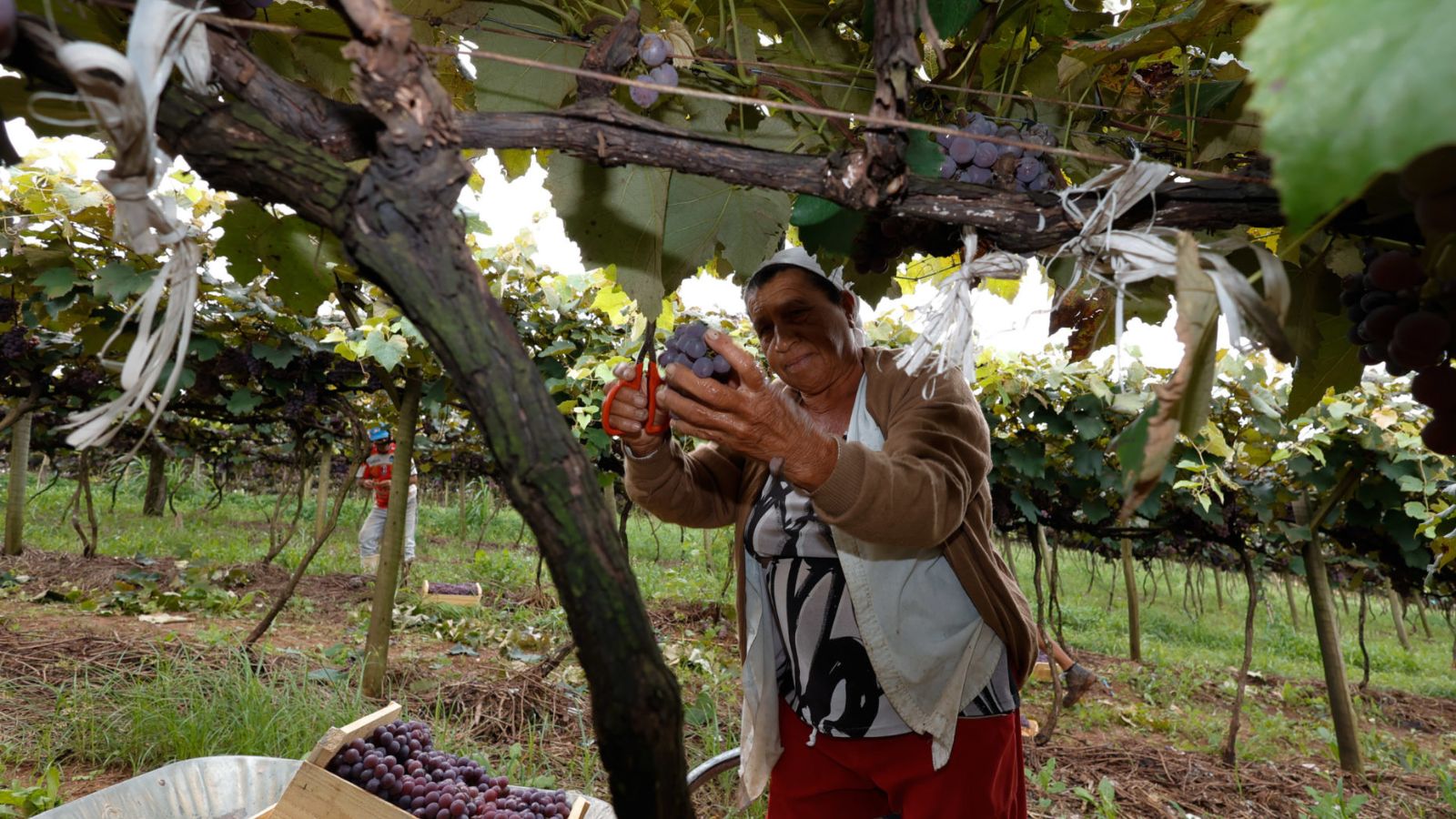 Mulher colhendo uva.