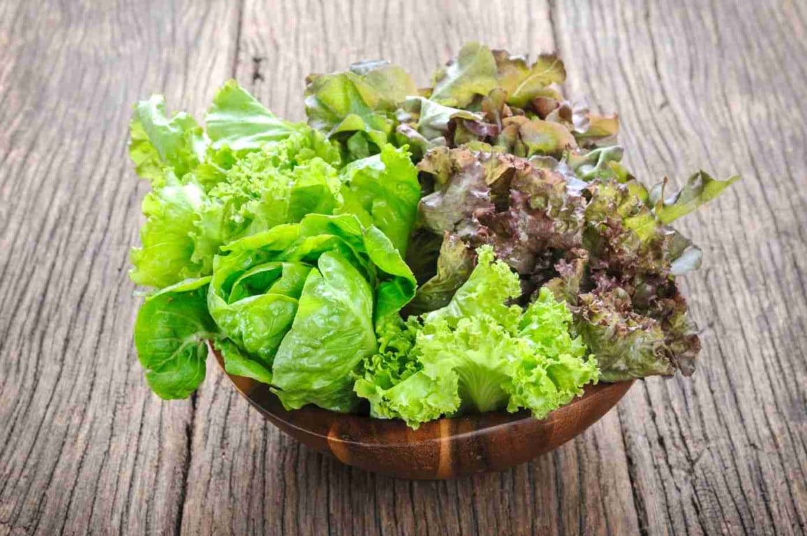 Saiba como cultivar alface em água e faça sua horta hidropônica