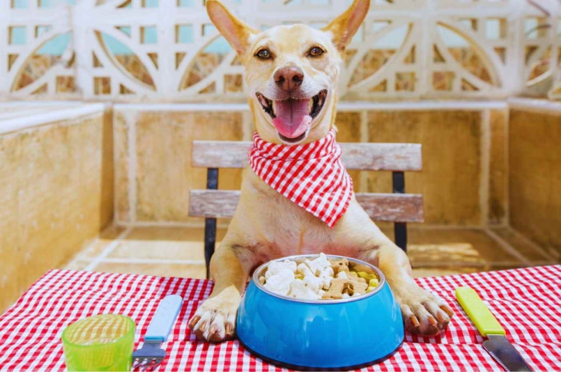 Cachorro feliz sentado à mesa com tigela de alimentação natural para pets, ilustrando uma refeição saudável e balanceada.