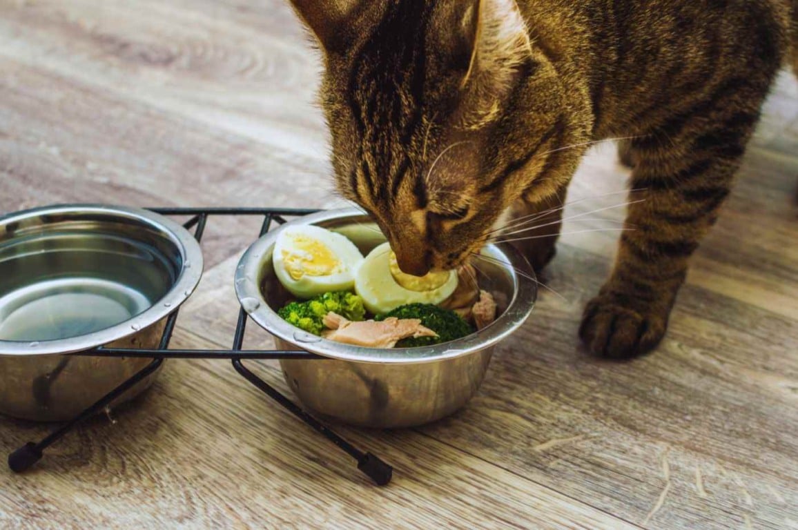 Gato comendo refeição de alimentação natural para pets com ovos, brócolis e carne, mostrando uma dieta saudável e nutritiva.