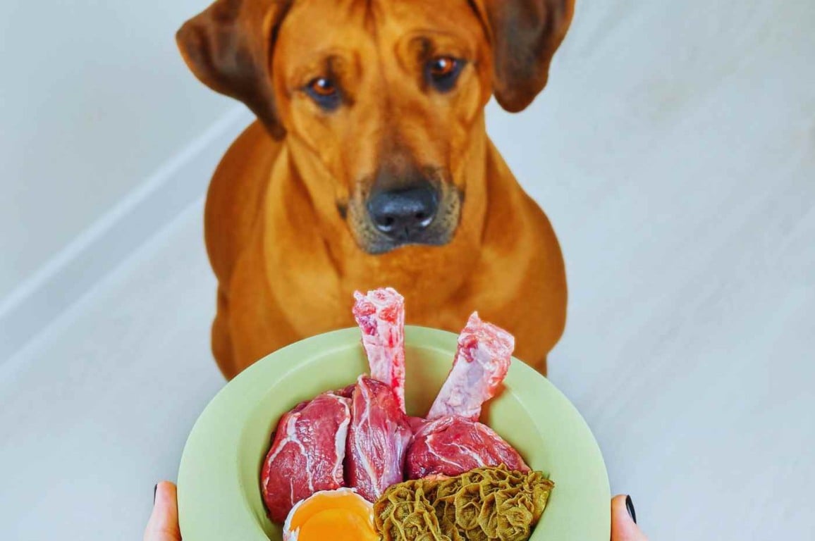 Cão olhando para um prato de alimentação natural para pets com carne crua, ossos e ovo, mostrando uma refeição saudável e nutritiva.