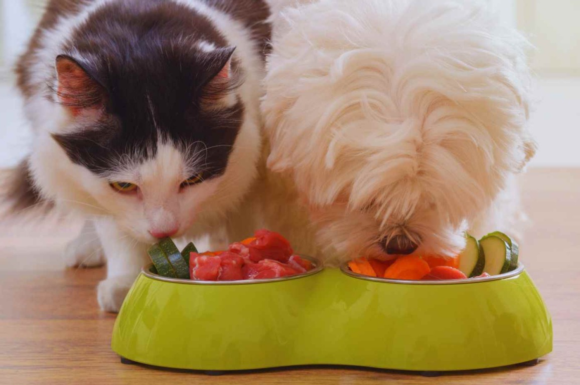 Gato e cachorro comendo em tigela compartilhada com carne e vegetais frescos, ilustrando alimentação natural para pets saudável.