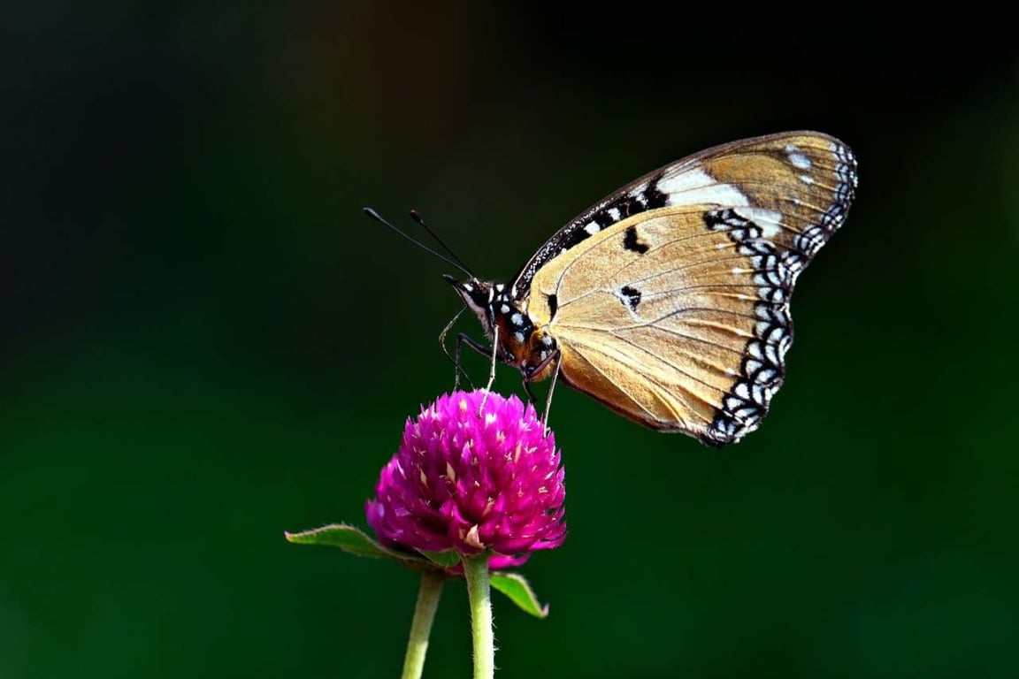 amaranto-com-borboleta-compressed