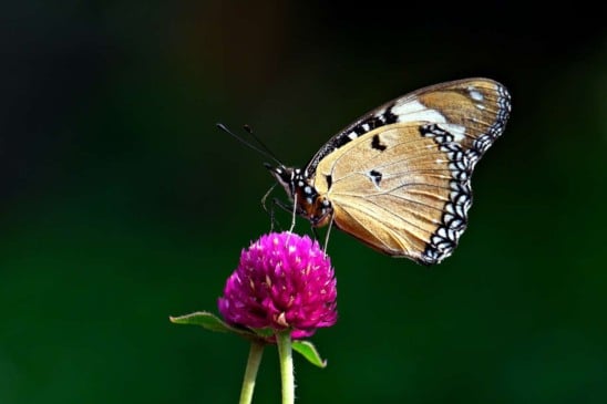 amaranto-com-borboleta-compressed