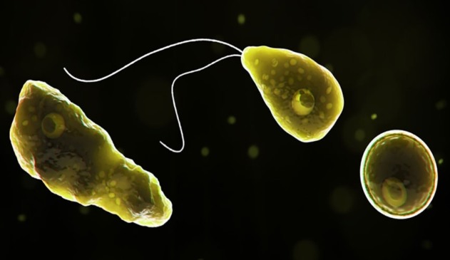 Foto de protozoário