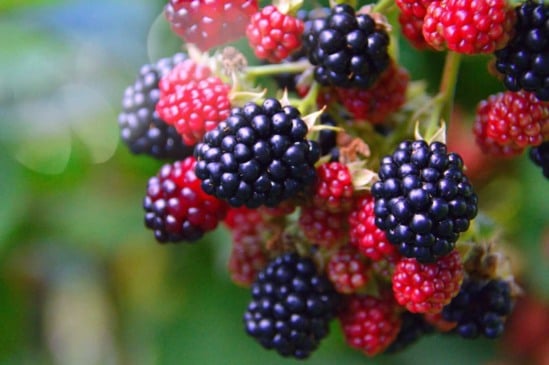 Cultivo de amoras em vasos: tudo que você precisa saber