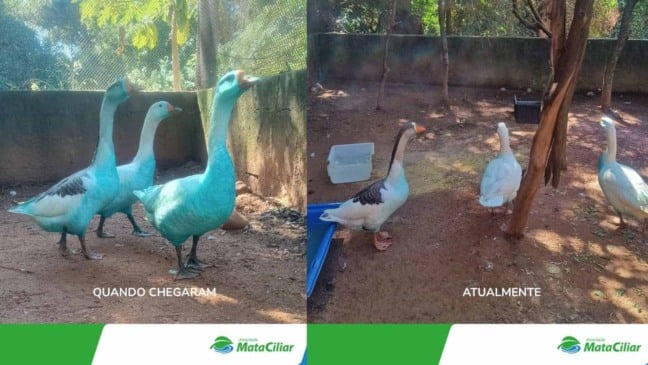 Animais resgatados.